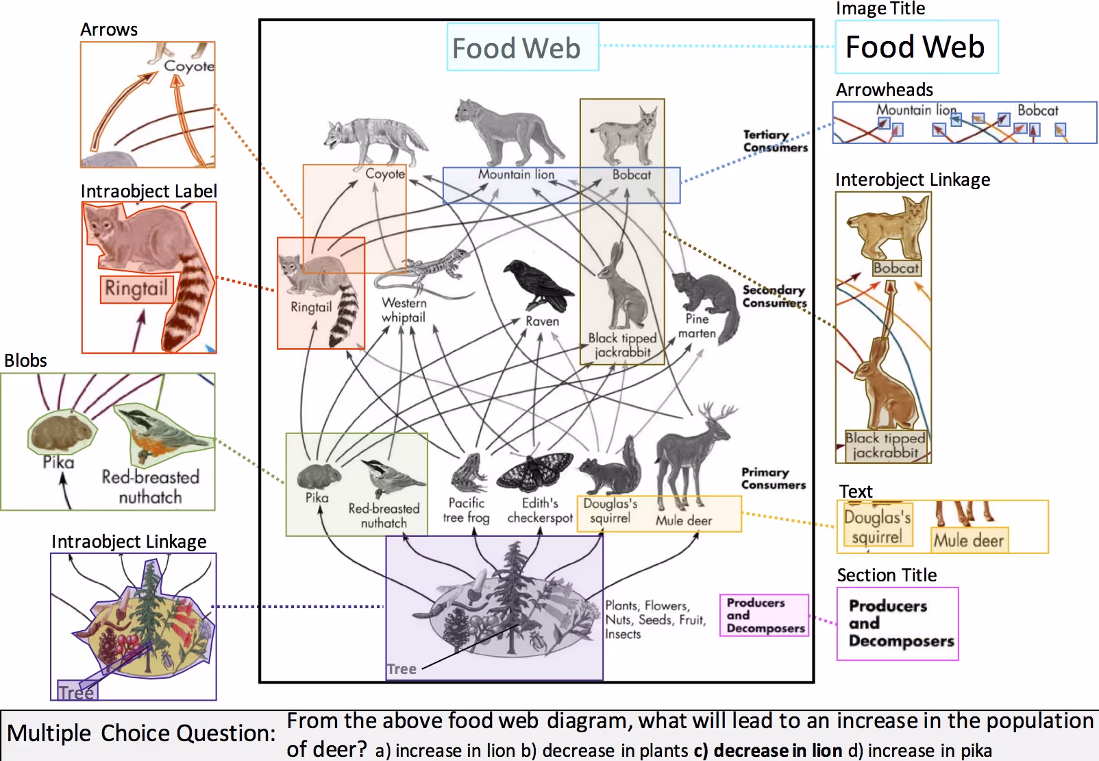 Food web diagram showing producers like trees and various consumers including pika, red-breasted nuthatch, Douglas's squirrel, mule deer, coyote, mountain lion, and bobcat with arrows indicating feeding relationships.